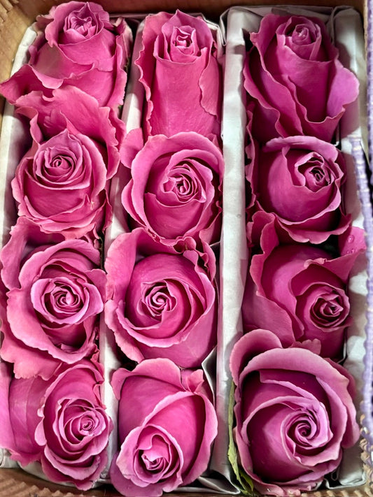 Celebrating the Natural Beauty of Roses at Casa Terramar