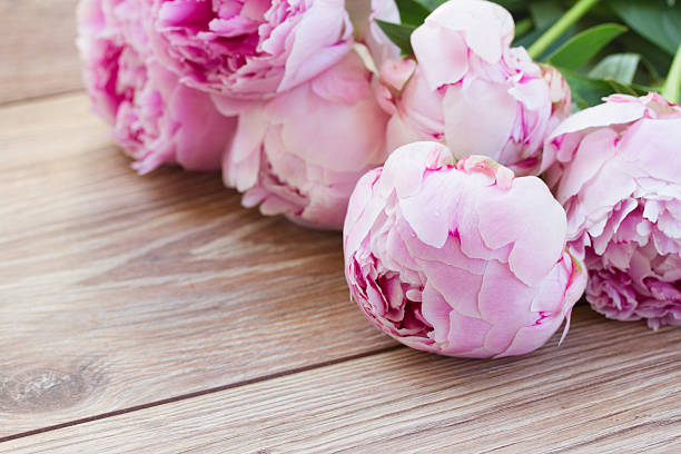 Peonies: The Quintessential Bloom for Elegance and Romance