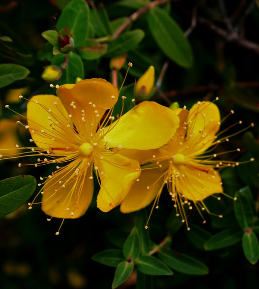 The Beauty and Versatility of Hypericum Flowers