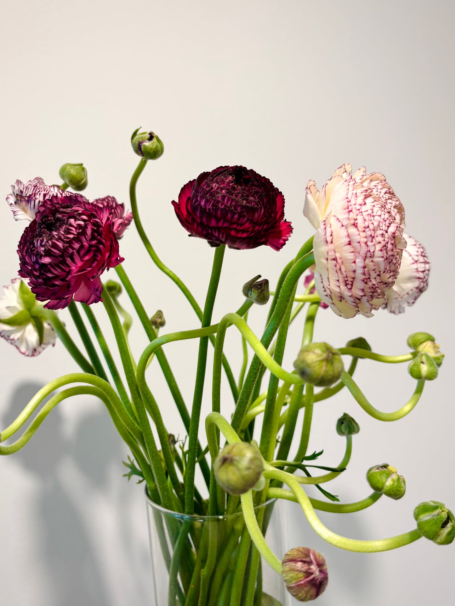 Italian Ranunculus