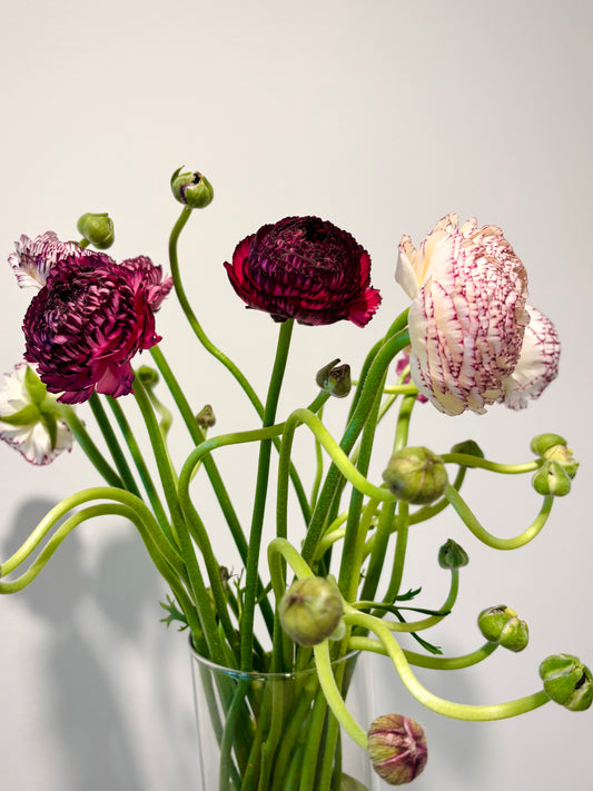 Italian Ranunculus