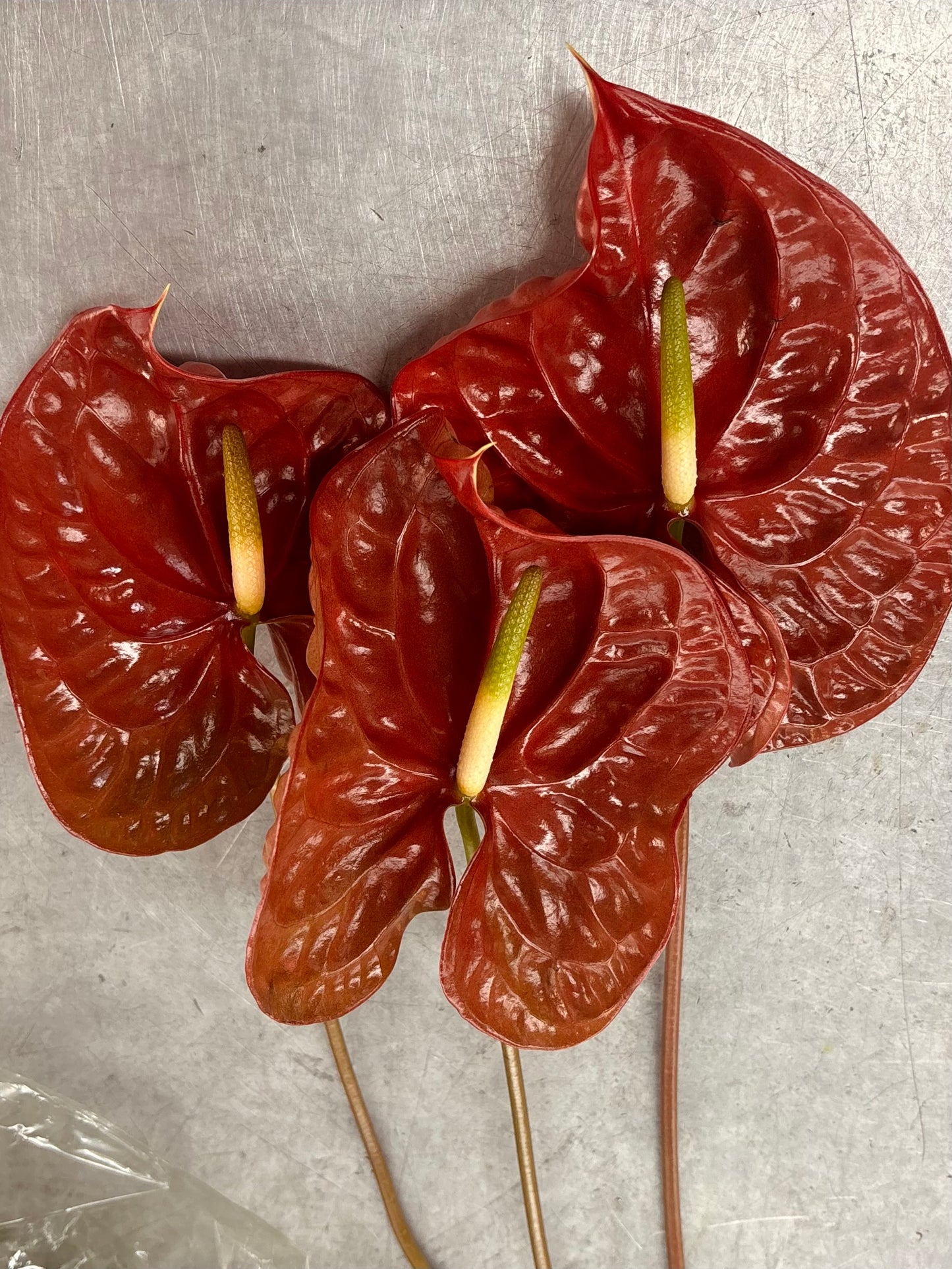 Anthurium