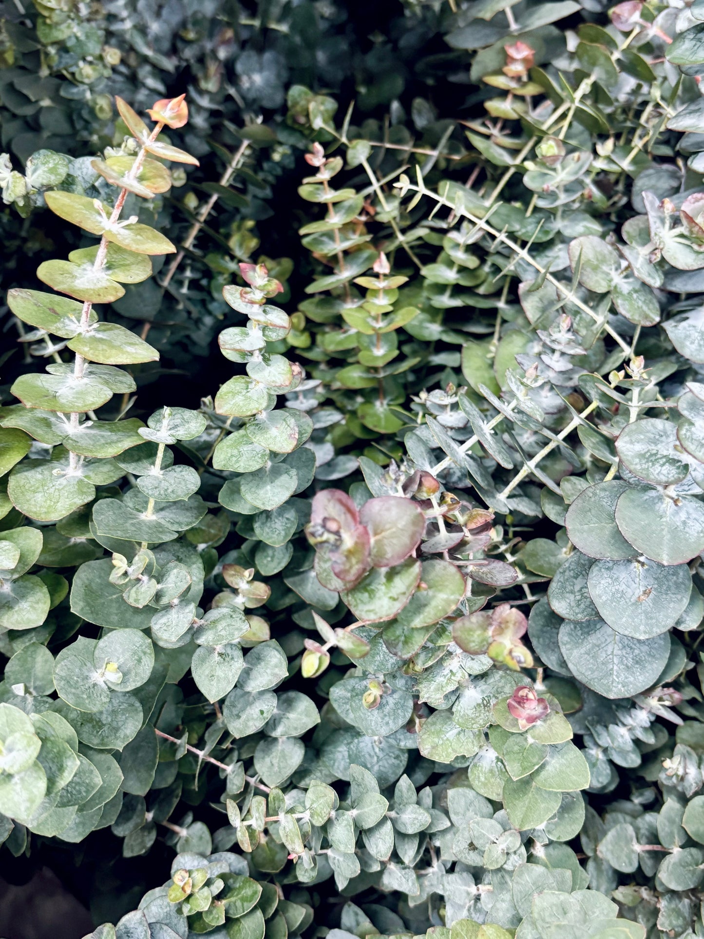 Baby Blue Eucalyptus