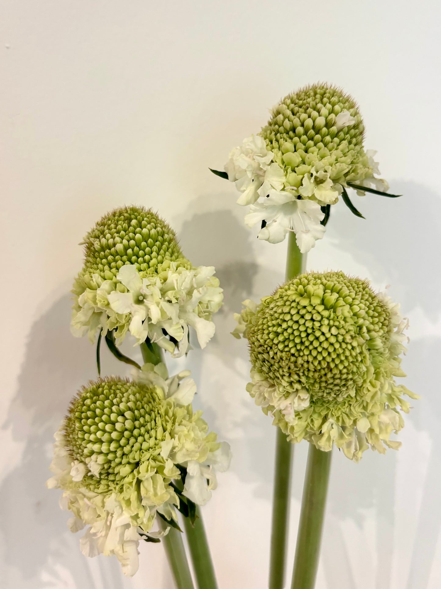 Pincushions