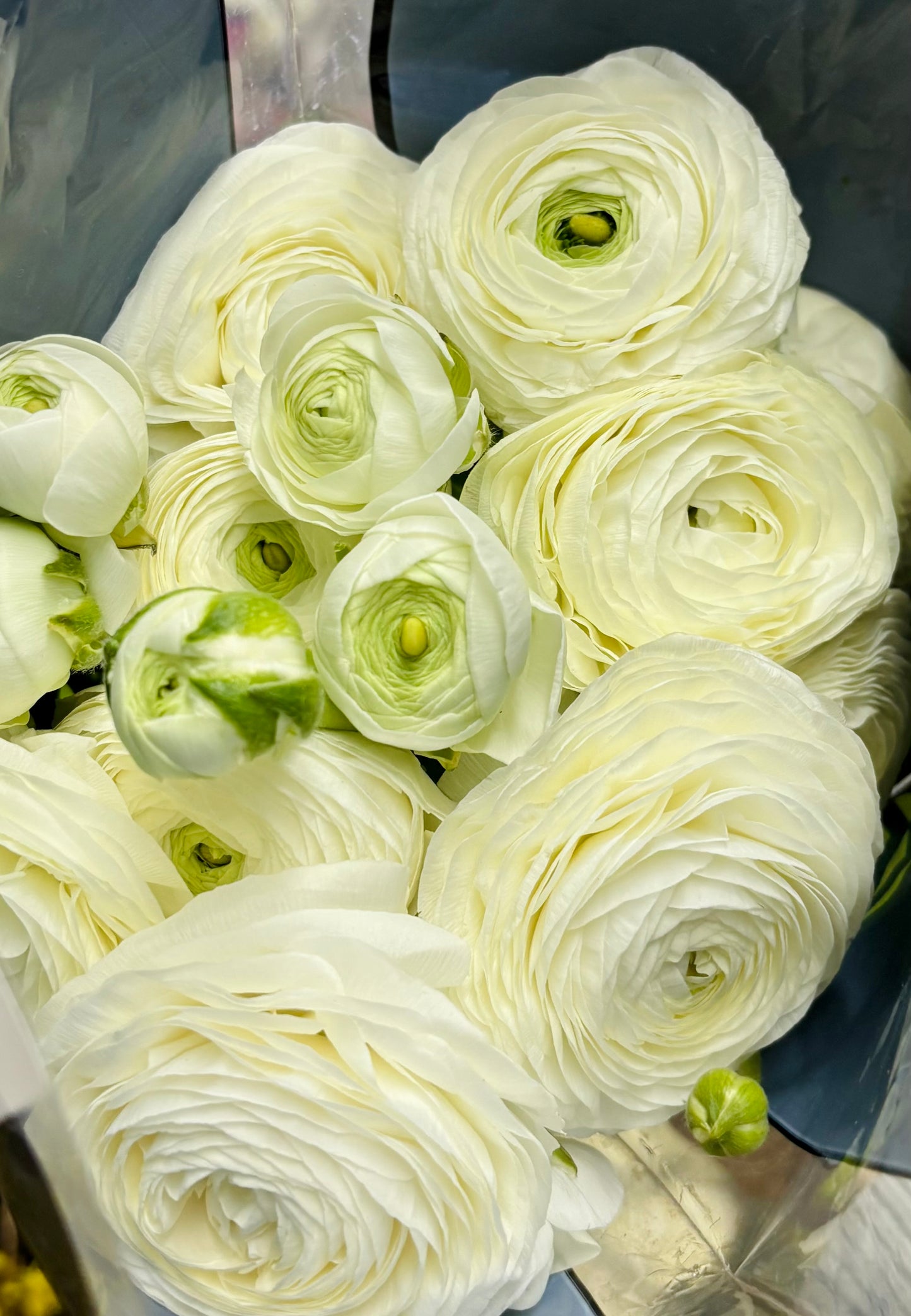 Ranunculus