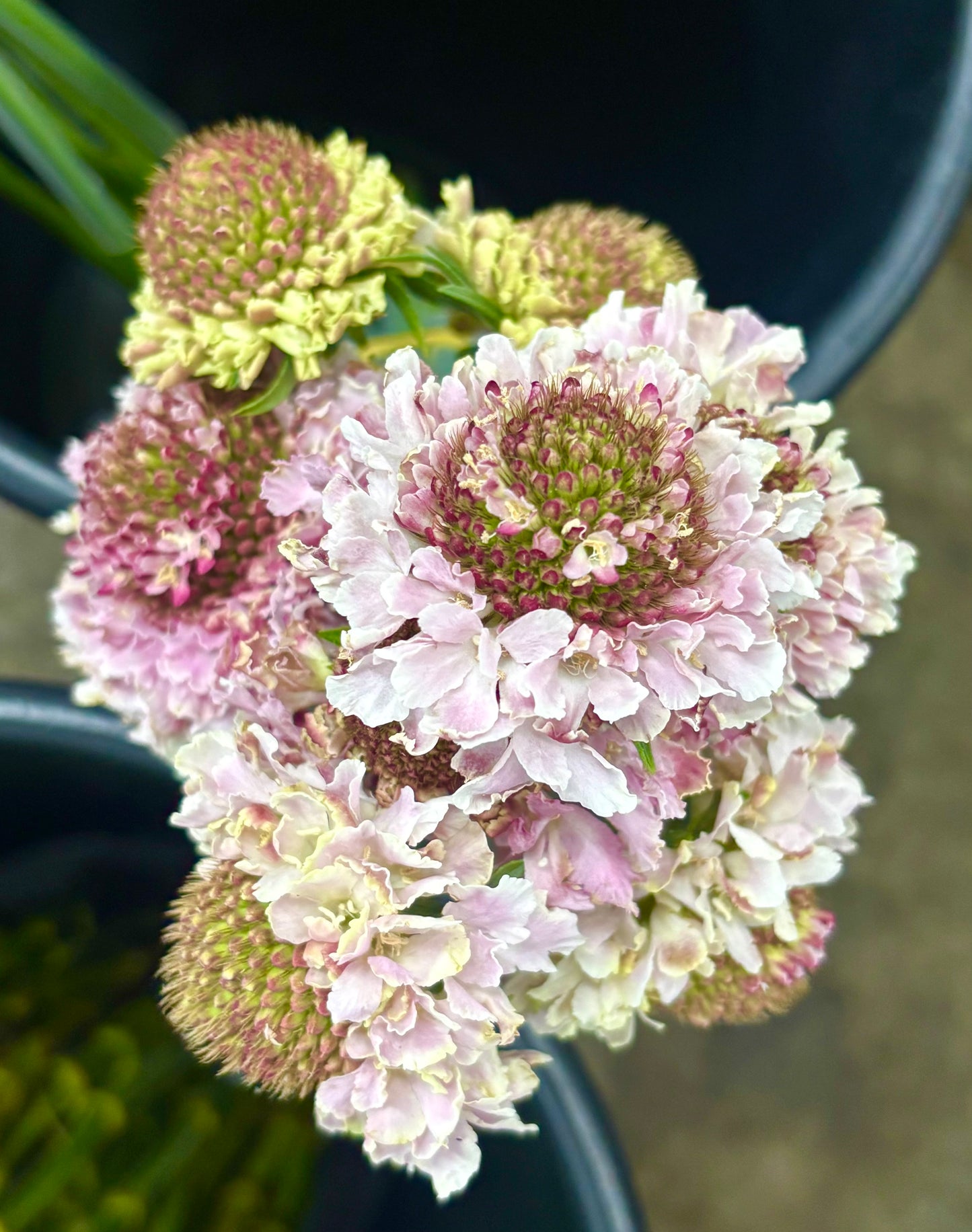 Pincushions