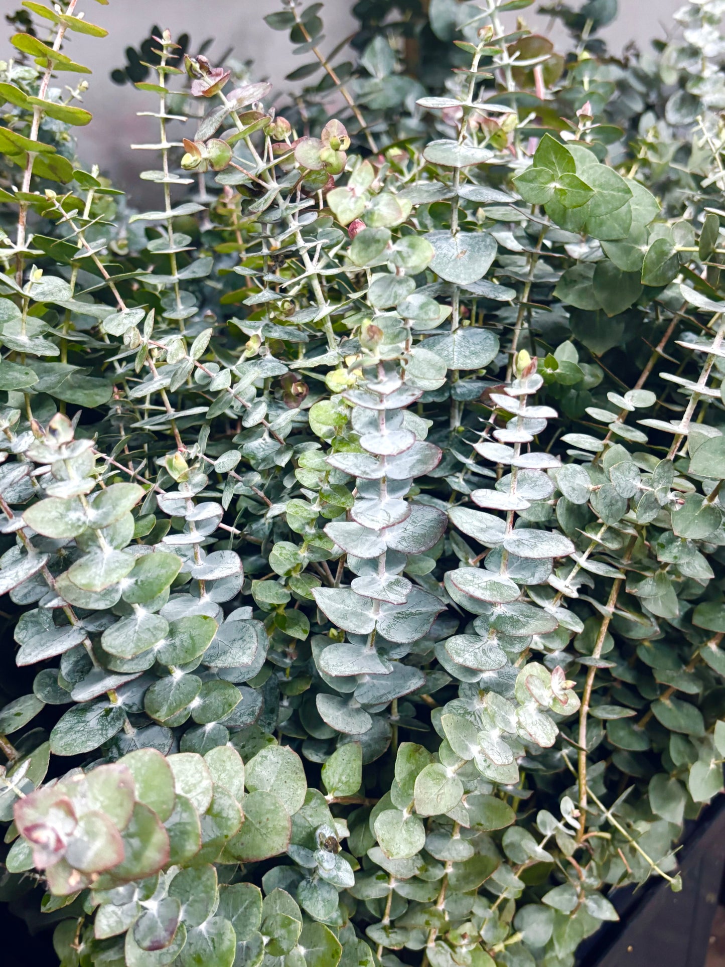 Baby Blue Eucalyptus