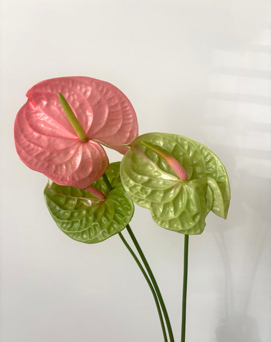 Anthurium