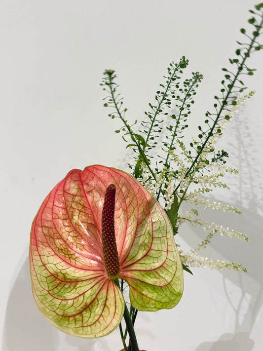 Anthurium