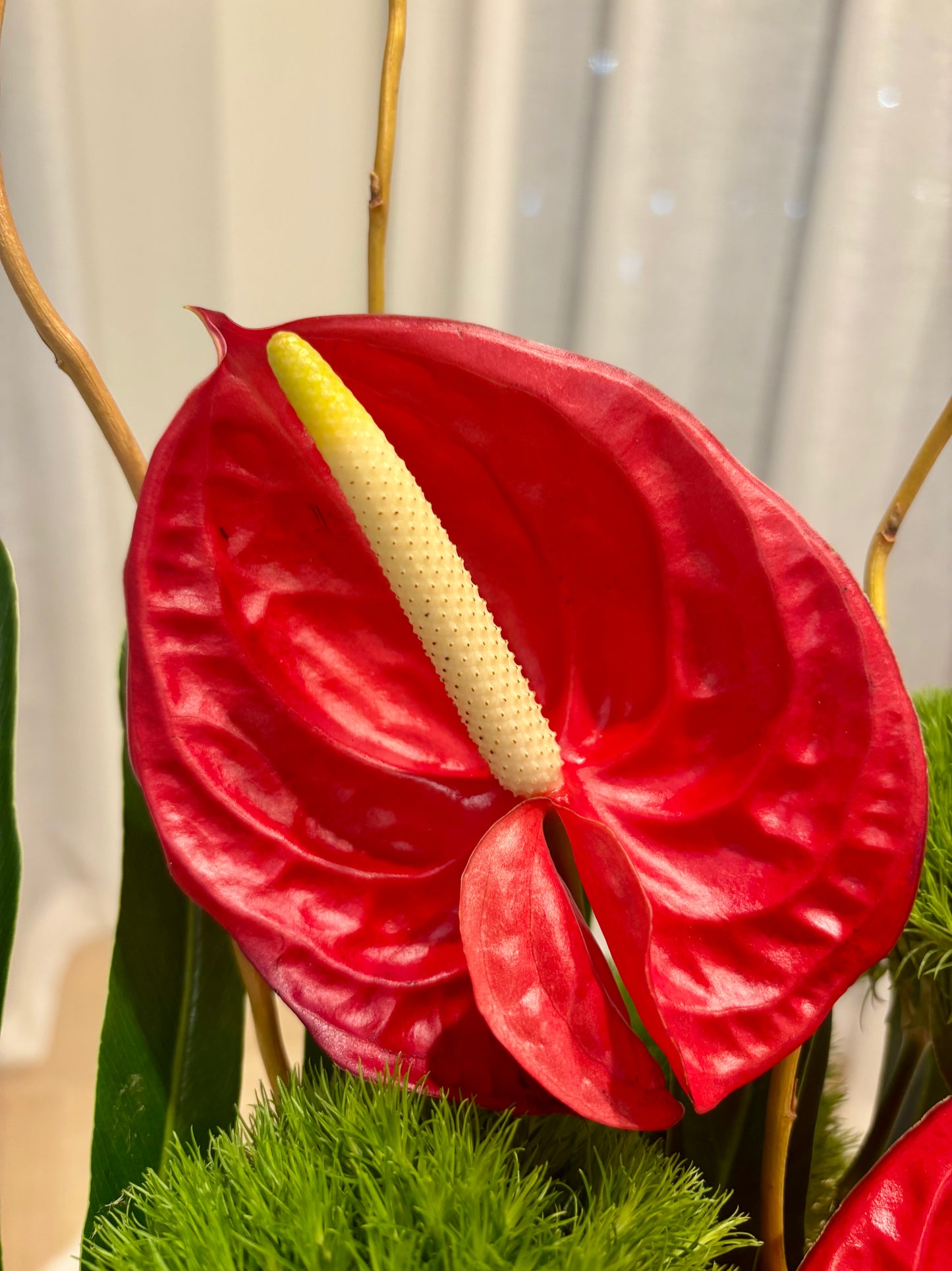 Anthurium Pop