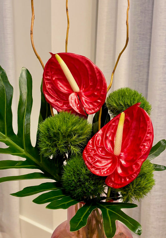 Anthurium Pop