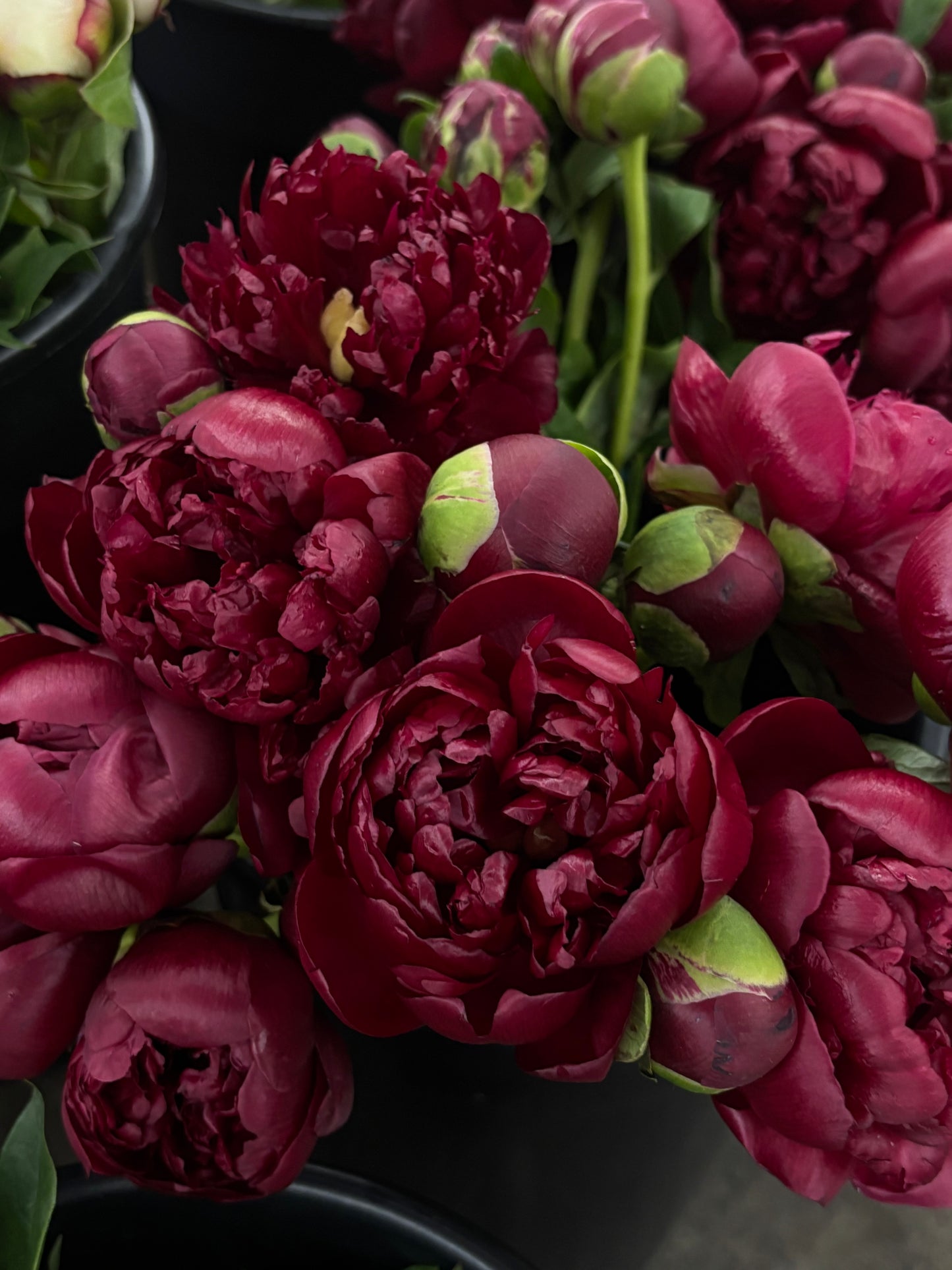 Garden Peony