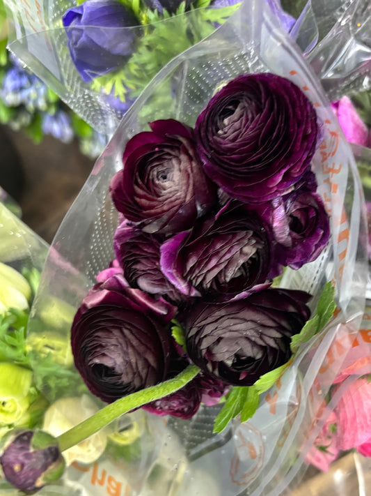 Ranunculus
