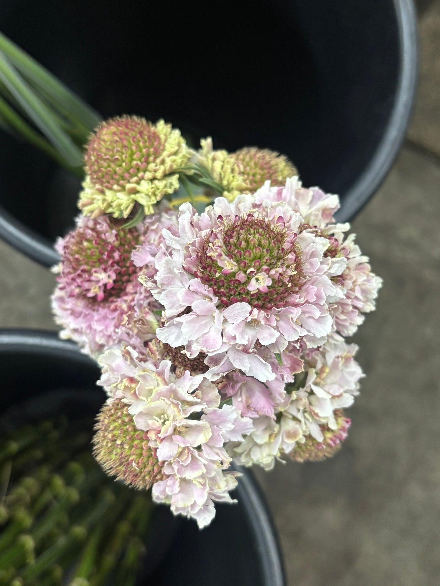 Pincushions