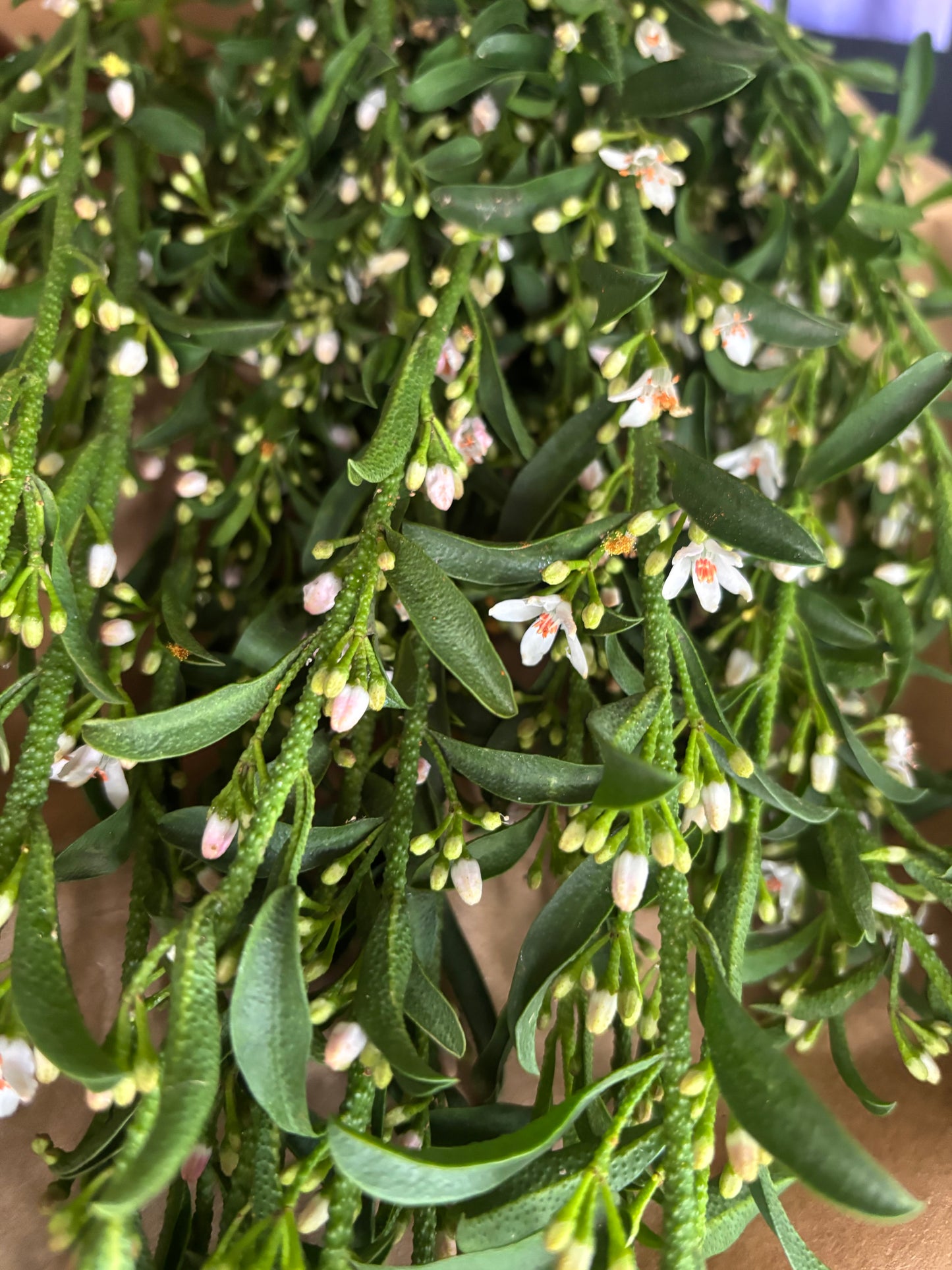 Profusion – Wax Flower