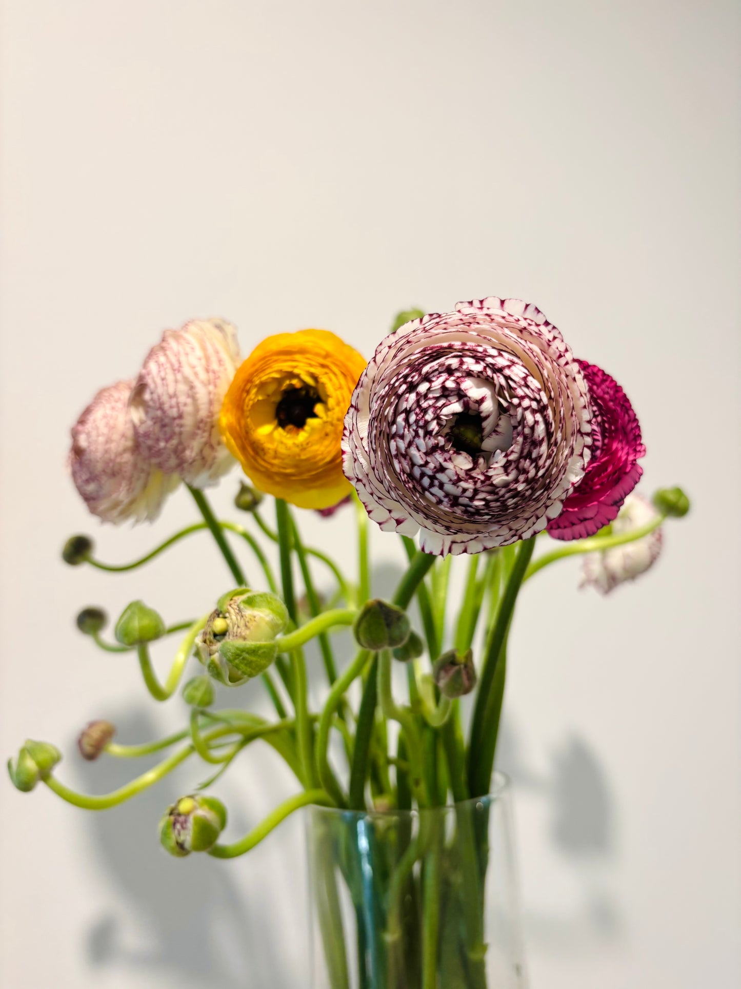 Italian Ranunculus