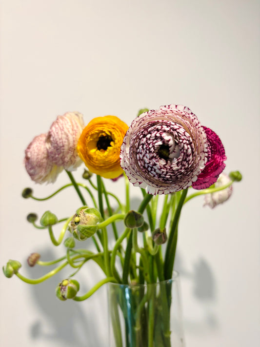 Italian Ranunculus