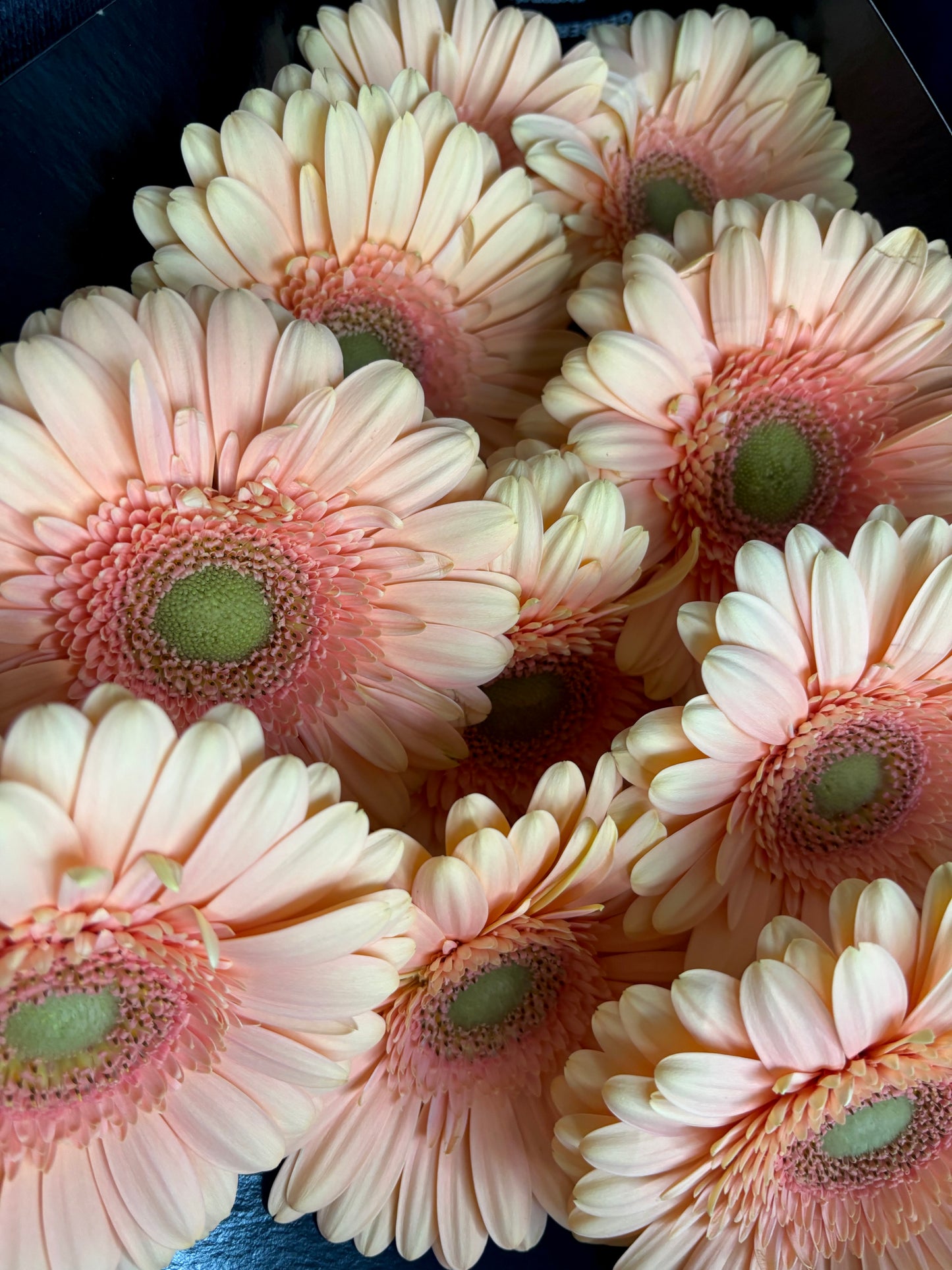 Peach Gerbera Daisy