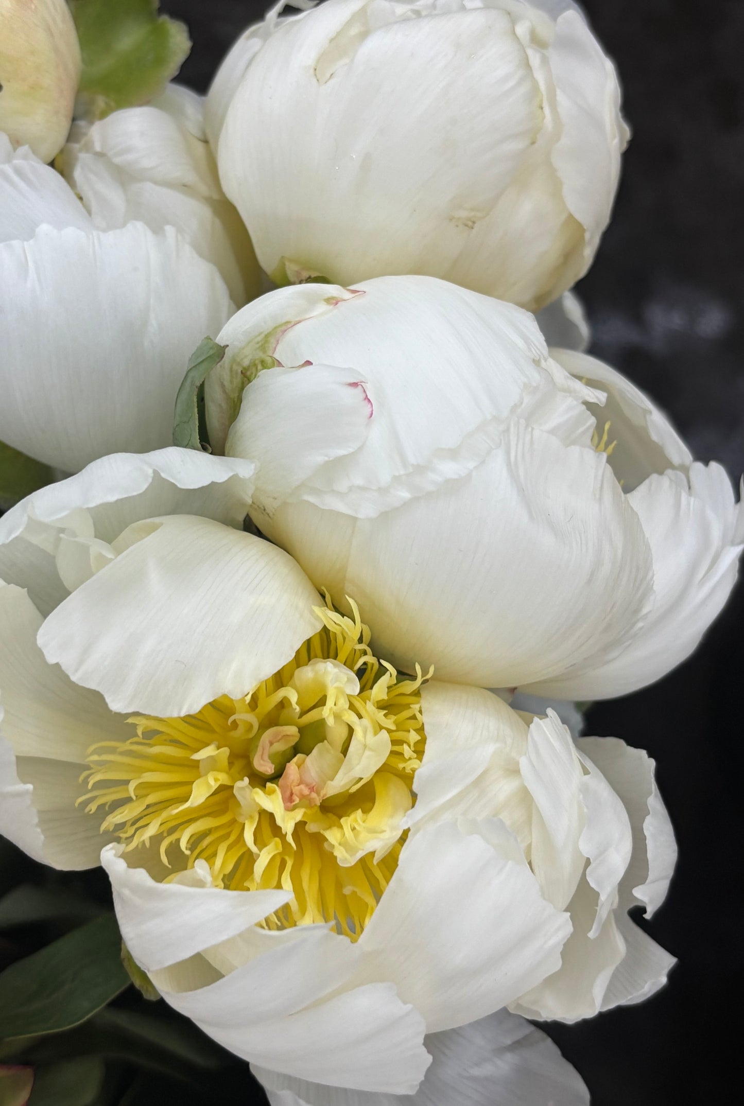 Garden Peony