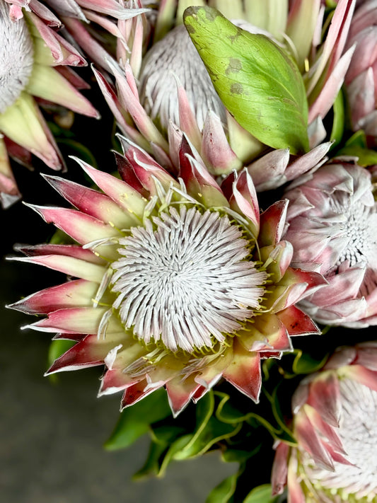 King Protea