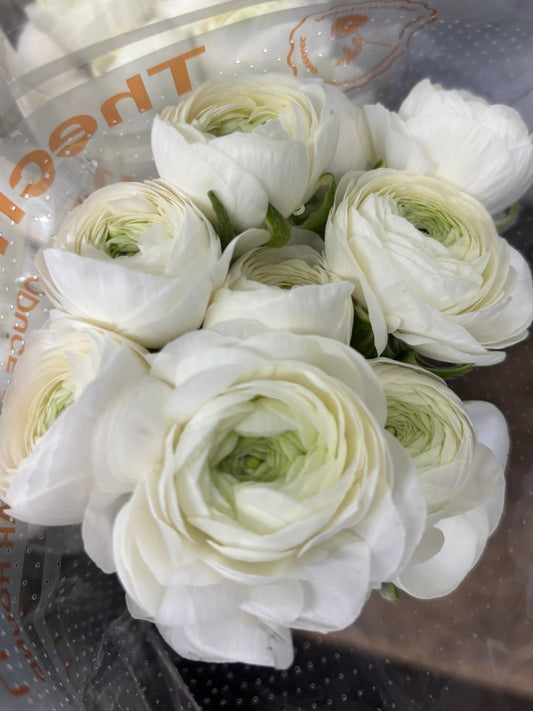 Ranunculus