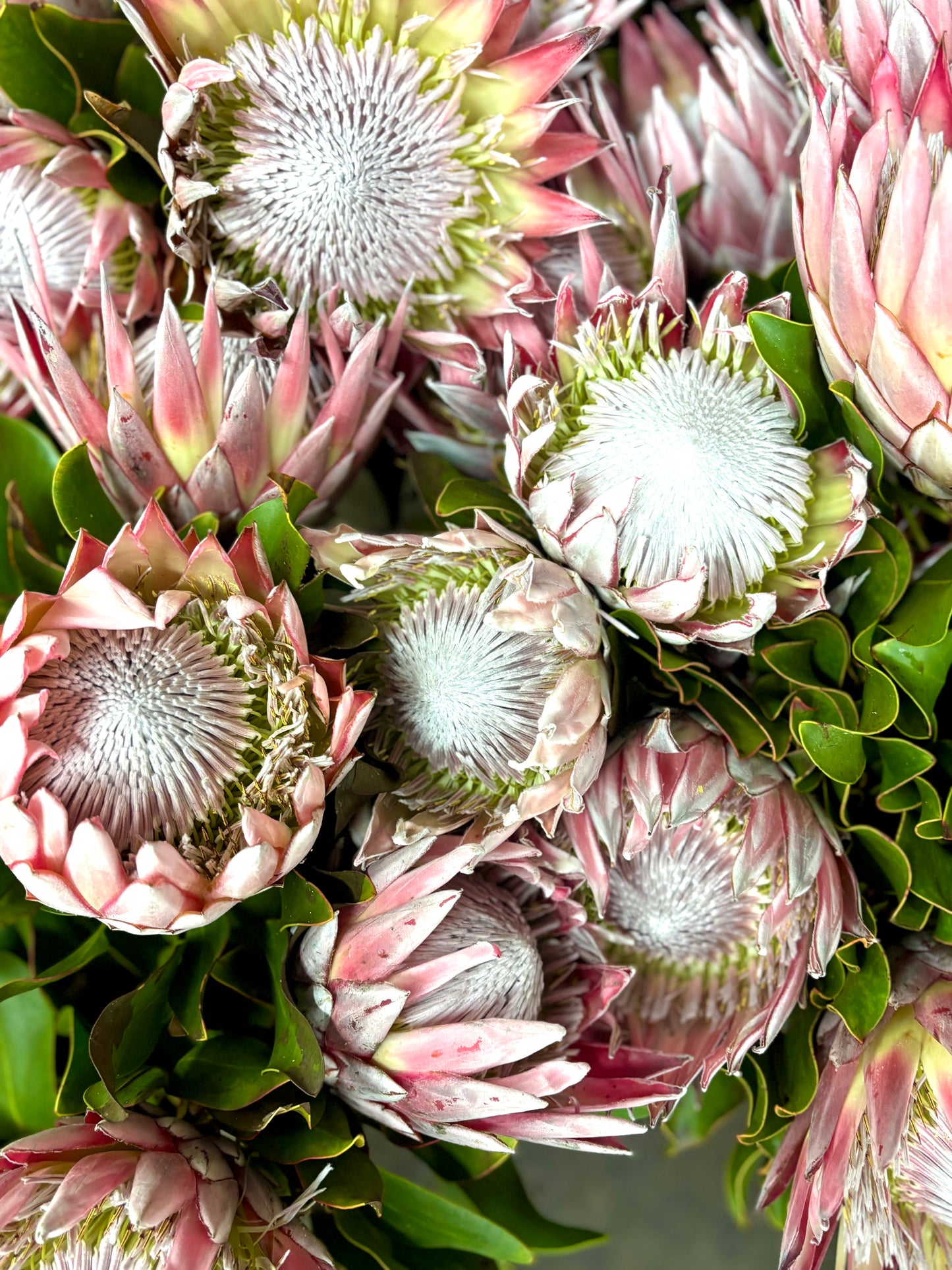King Protea