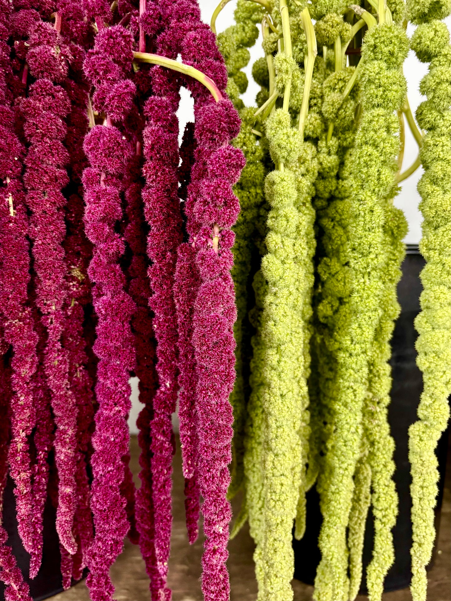 Amaranth