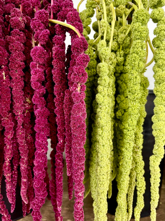 Amaranth