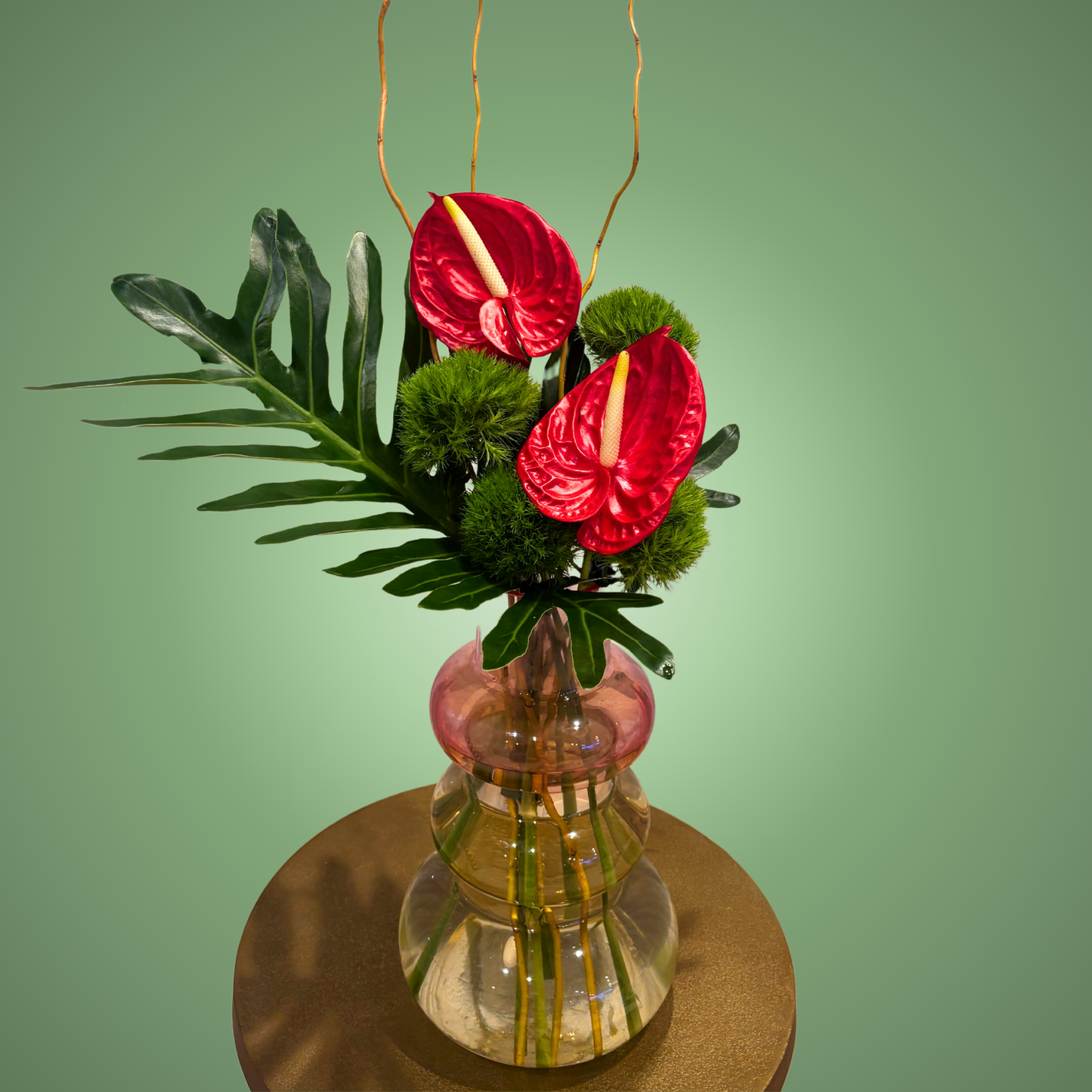 Anthurium Pop