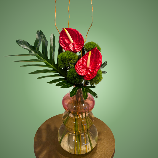 Anthurium Pop