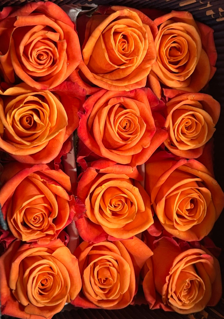 Close-up of a vibrant orange garden rose in full bloom, showcasing its intricate petals and rich color.