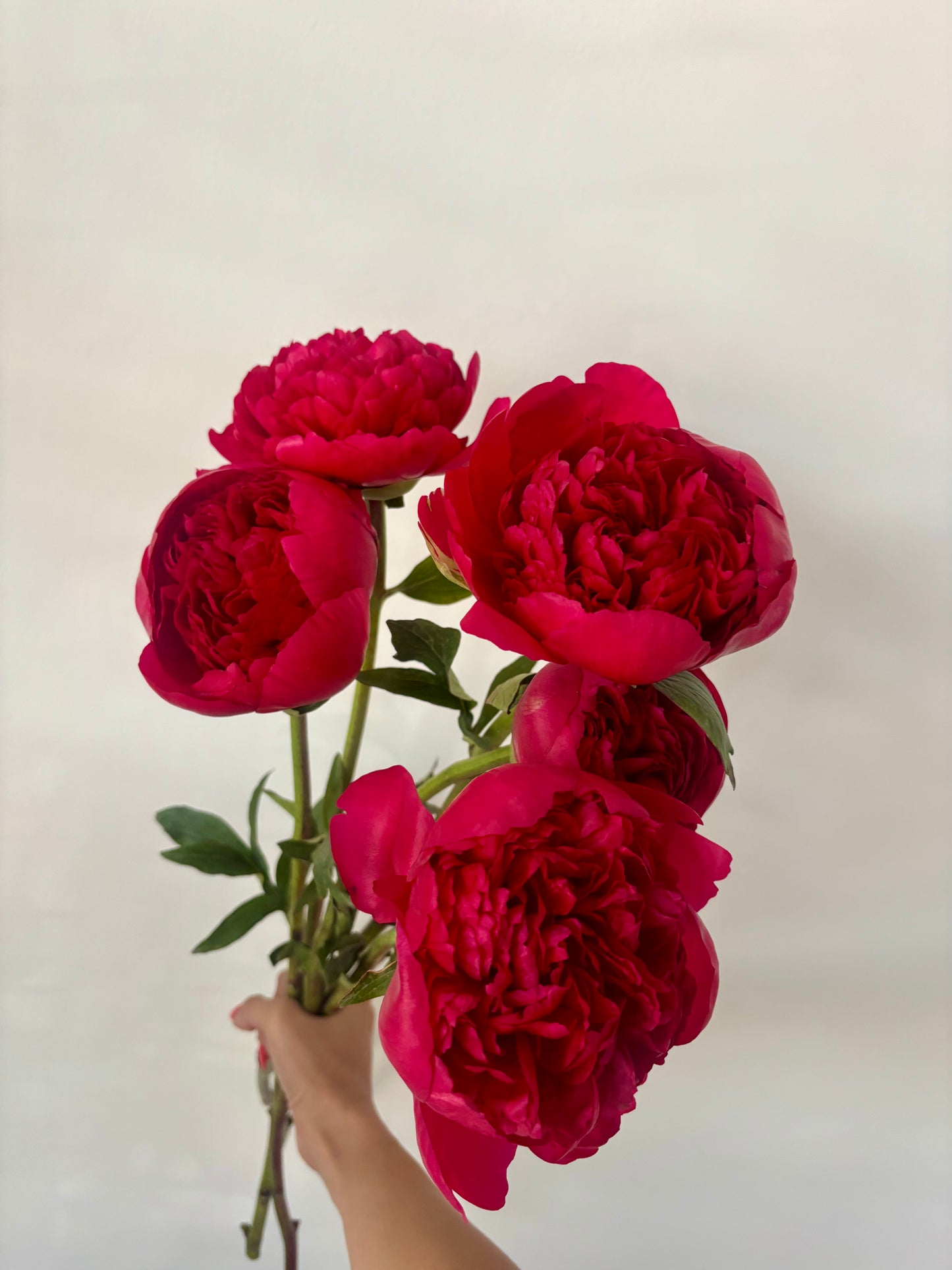 Garden Peony