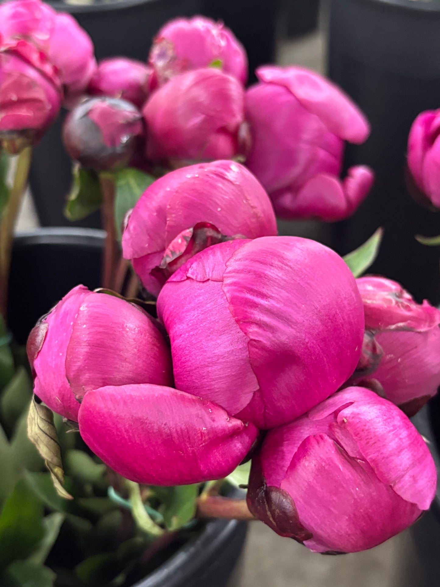 Garden Peony