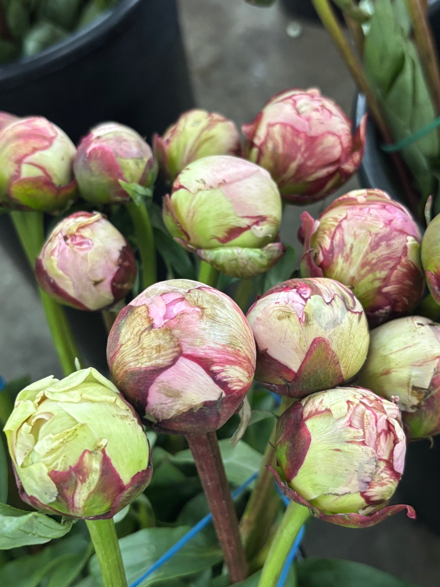 Garden Peony