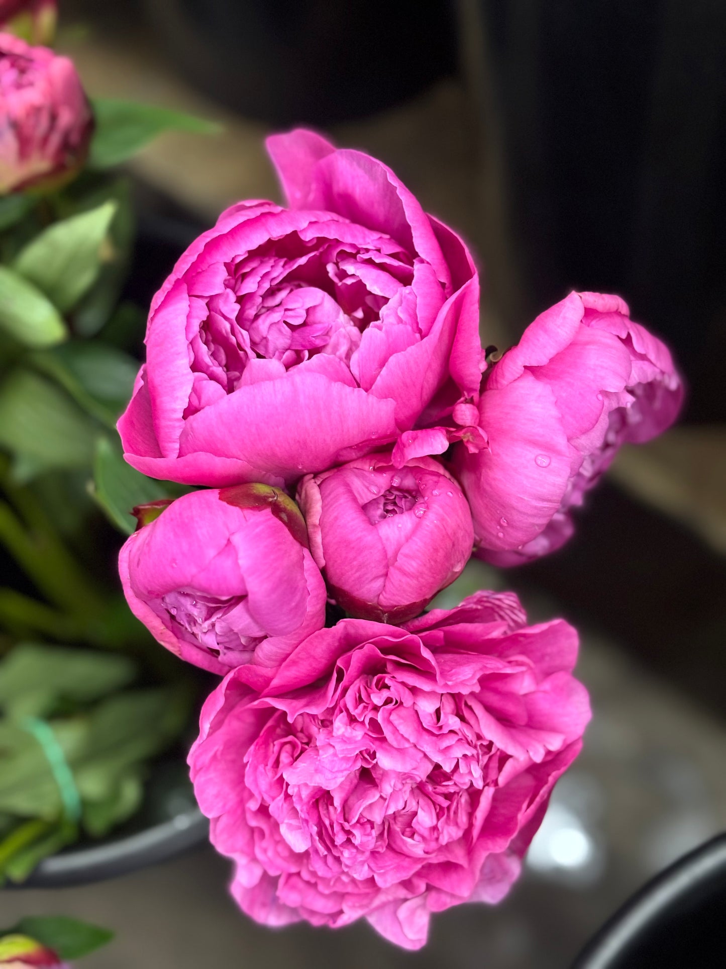 Garden Peony