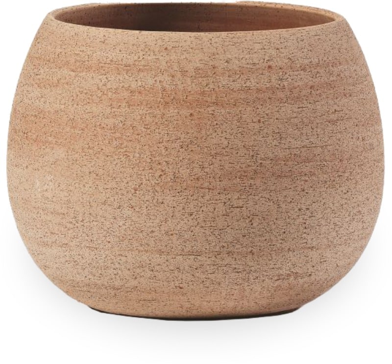 Agave erasmo planter