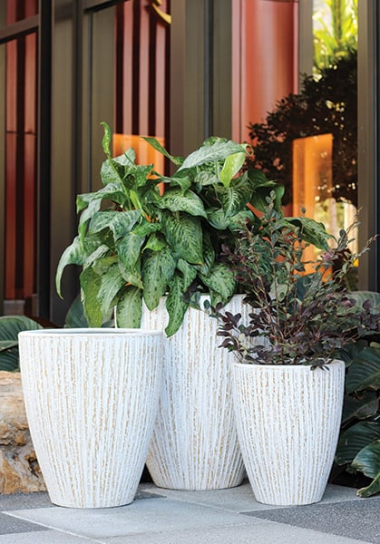 Caliza bark texture belly pot