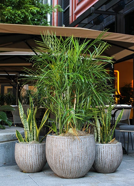 Costa bark texture fishbowl planter