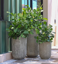 Costa tall lime concrete planter