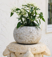 Dique planter, cream