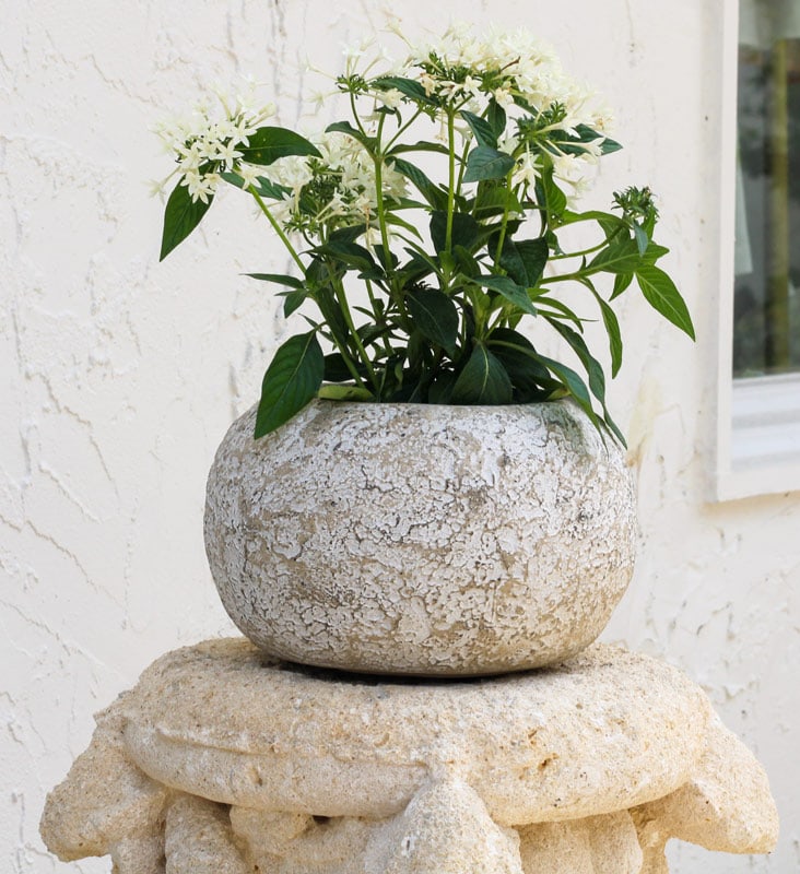 Dique planter, cream