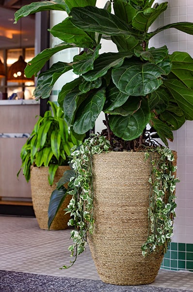 Hierba tall pot