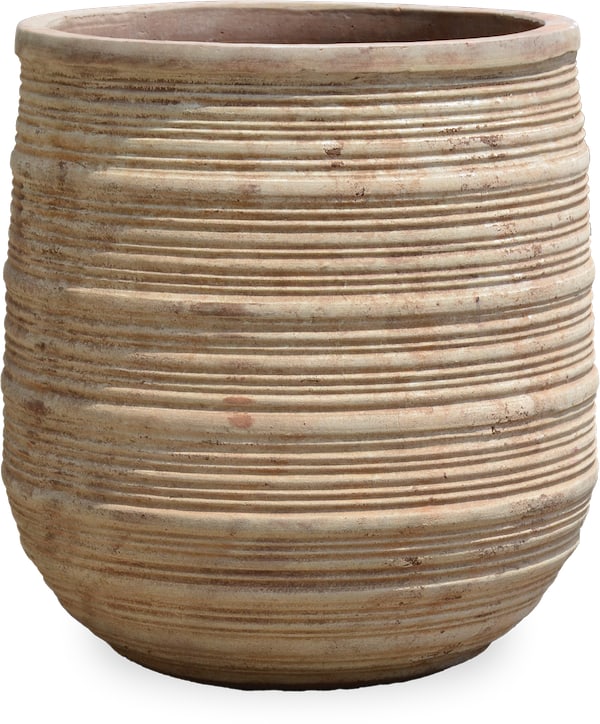 Loma buxus planter