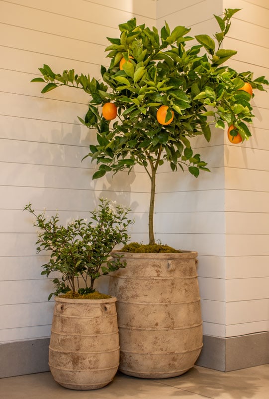 Loma four line jar