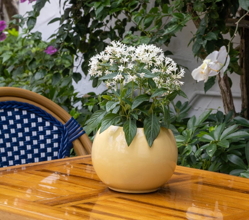 Noche planter, yellow