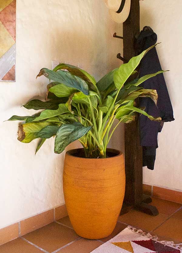 Palma scratched tall belly pot, rust