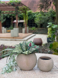 Prado ball hand painted planter, cream