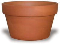 Rosa azalea pot