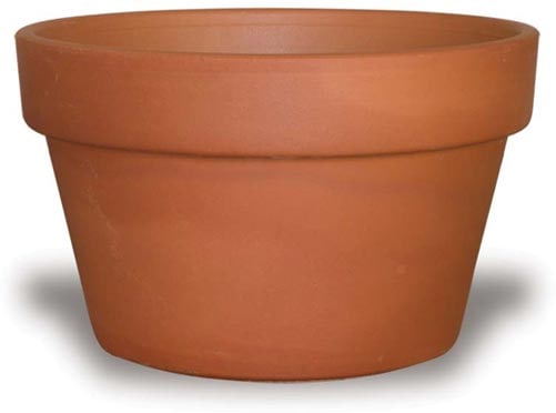 Rosa azalea pot