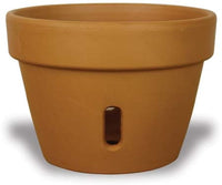 Rosa orchid pot